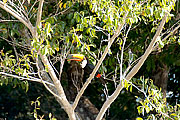 Picture 'Br1_0_01030 Ramphastidae, Toucan, Brazil'